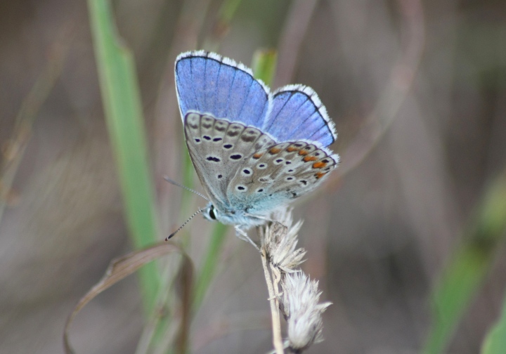 Conferma ID licenidi